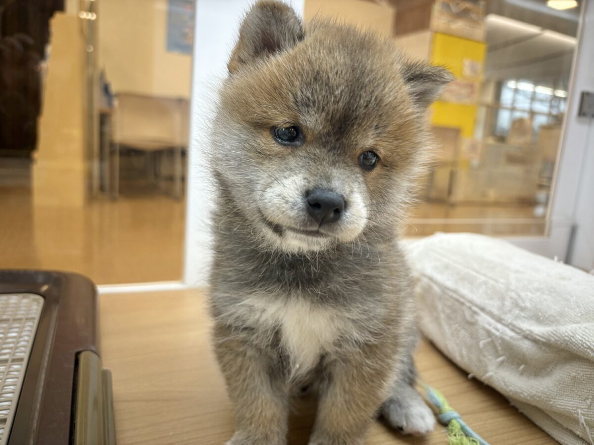 柴犬