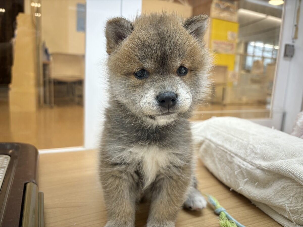 柴犬