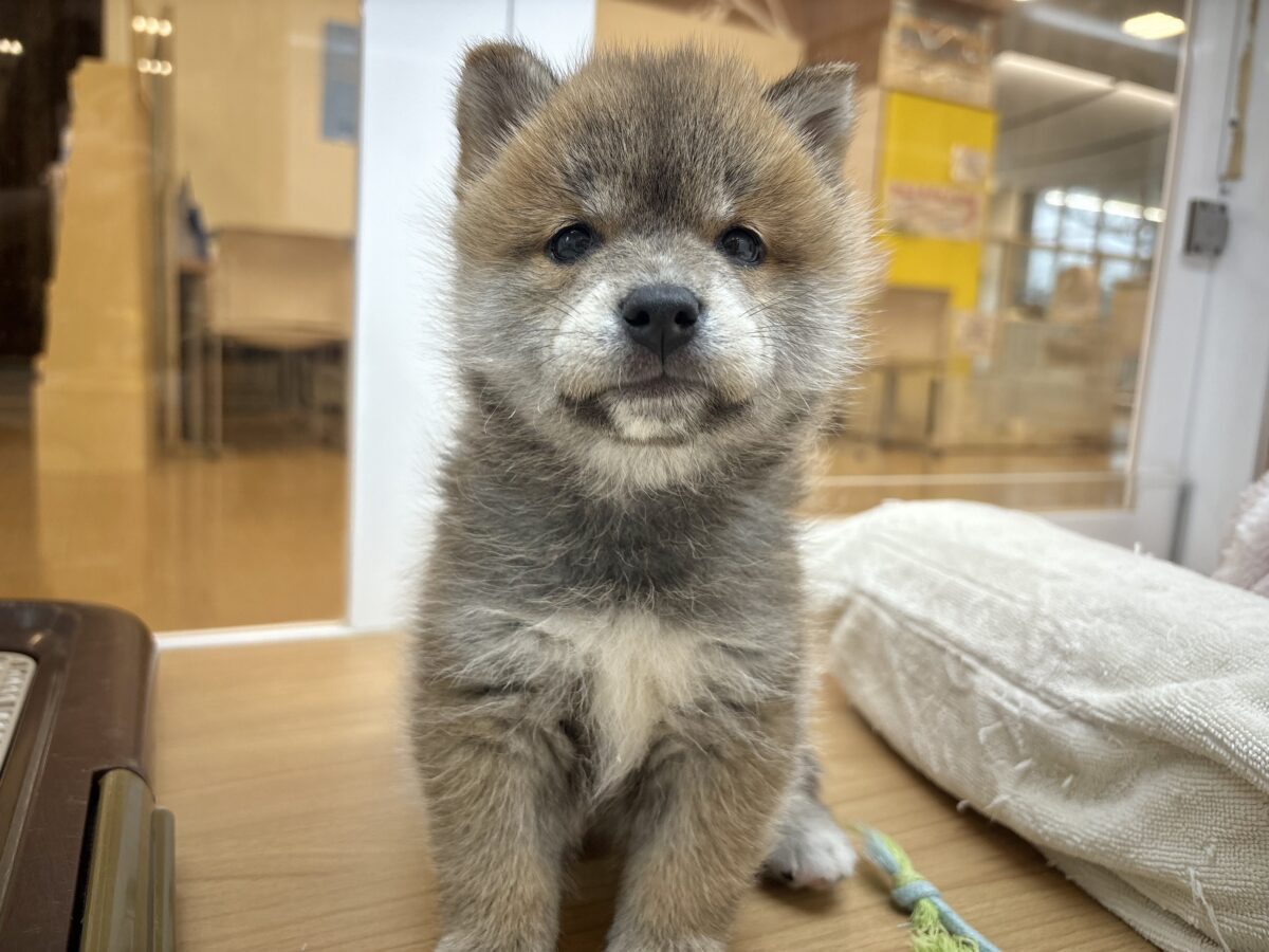 柴犬