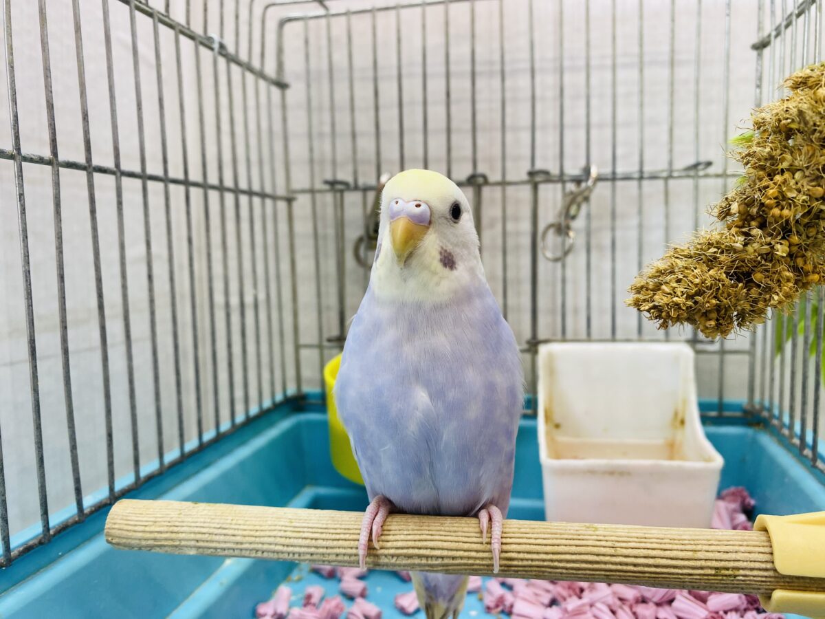 セキセイインコ
