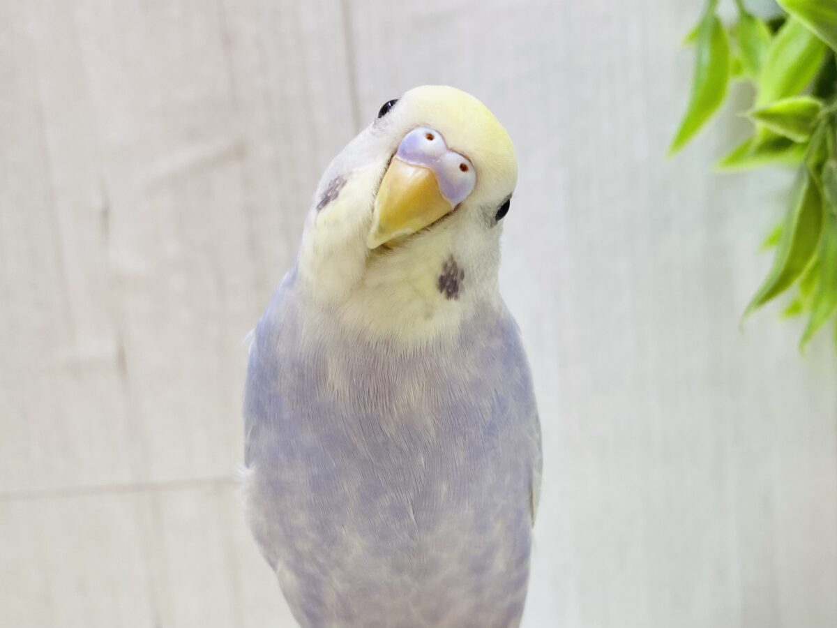 最新画像有ります🌟優しげな雰囲気💕セキセイインコのライラックやって来た！！