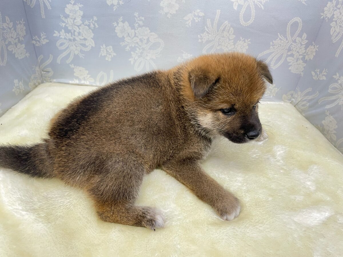 柴犬