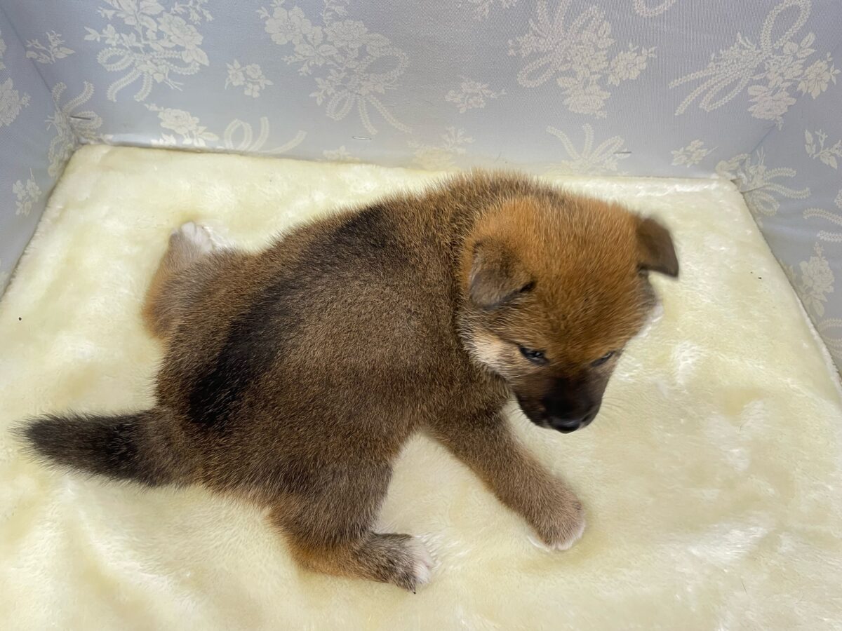 柴犬