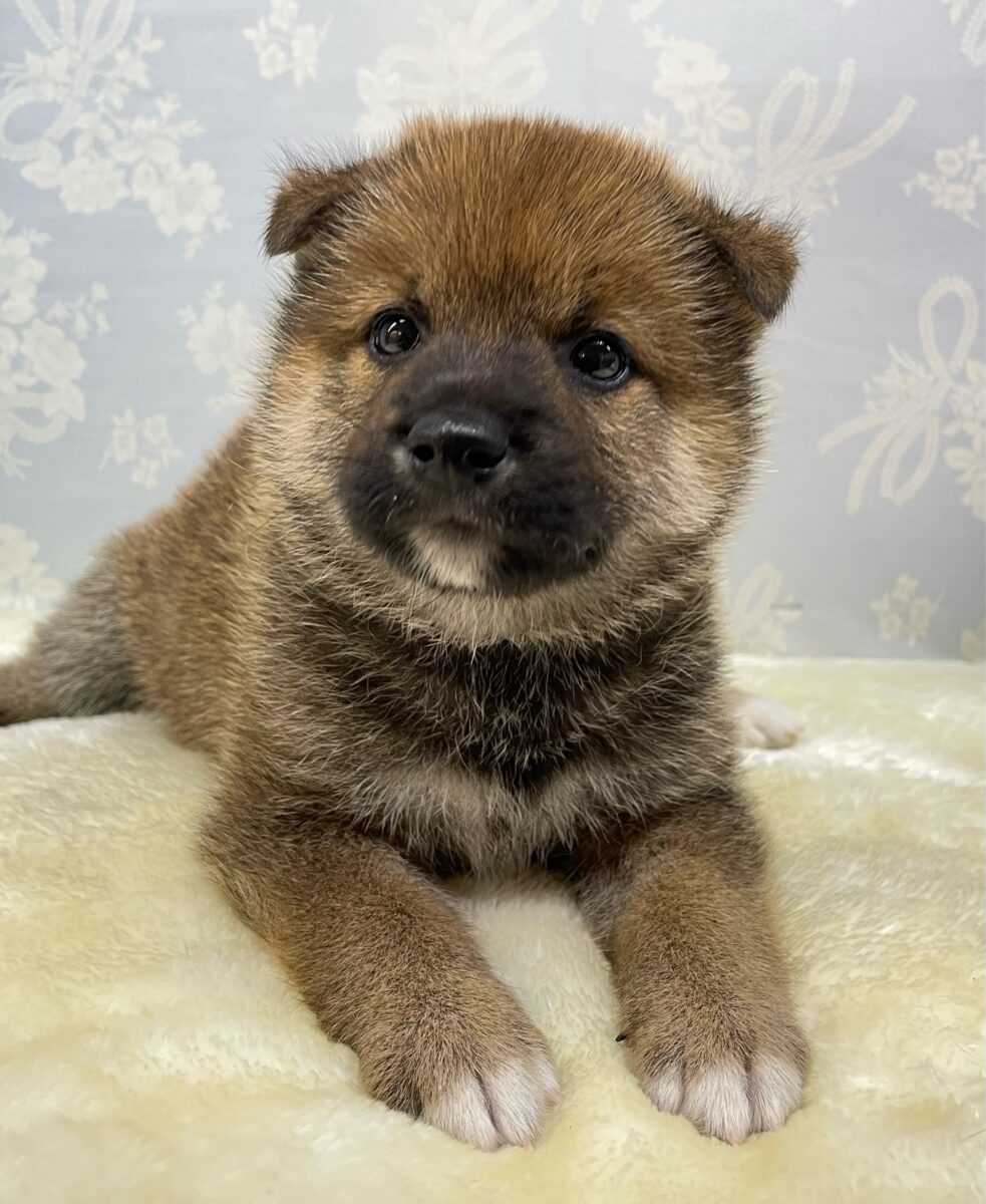 柴犬