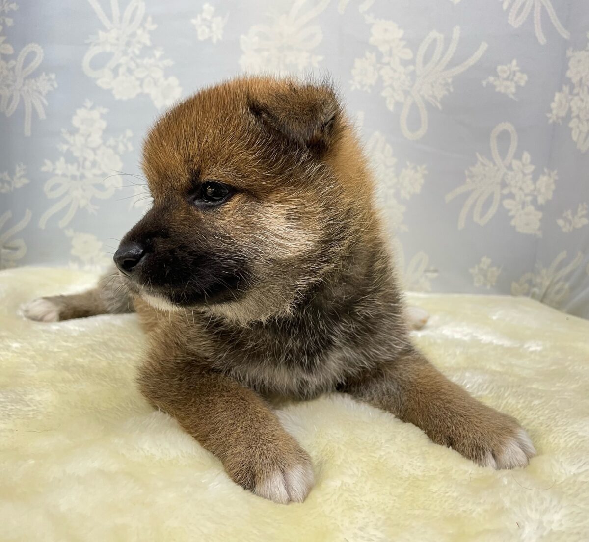 柴犬