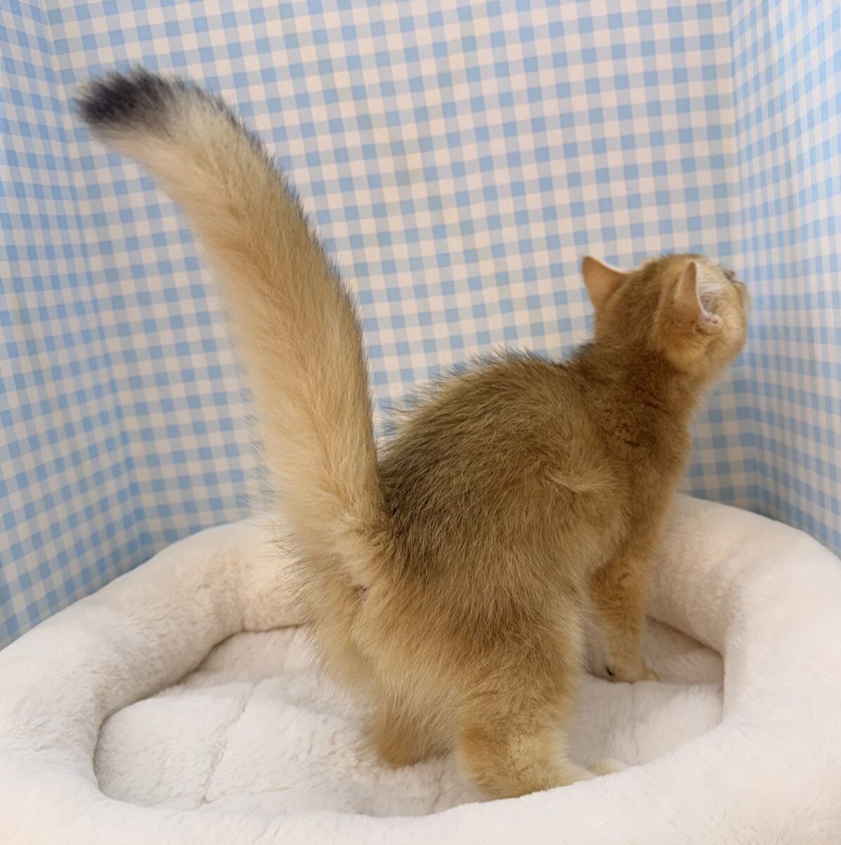 ブリティッシュショートヘア