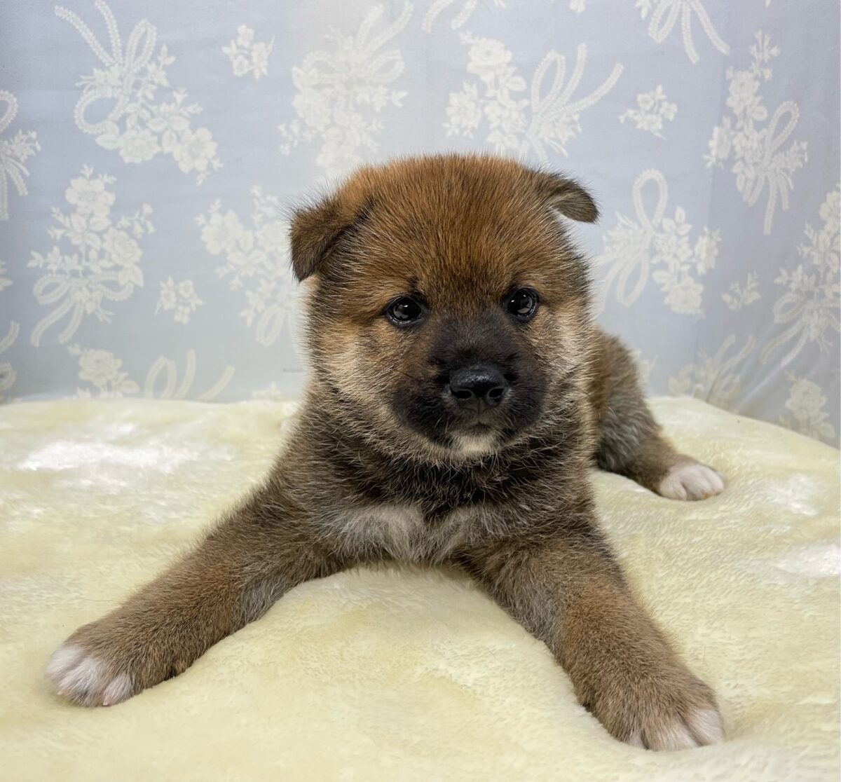 柴犬