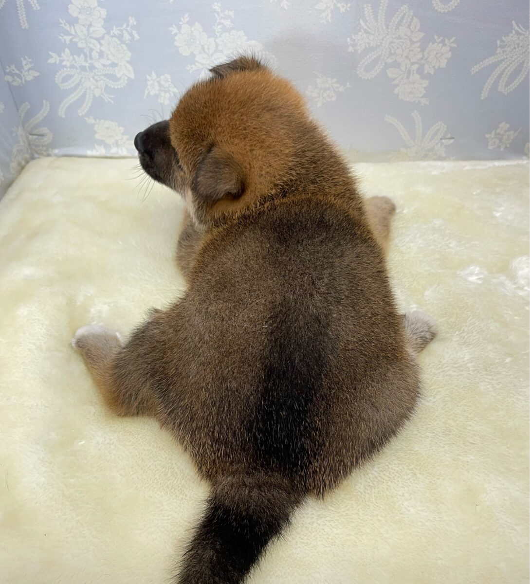 柴犬