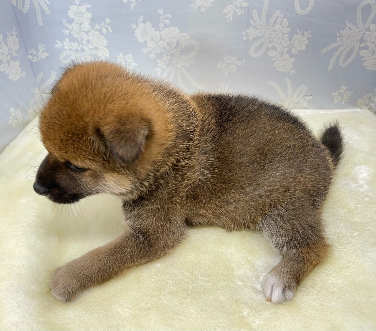 柴犬