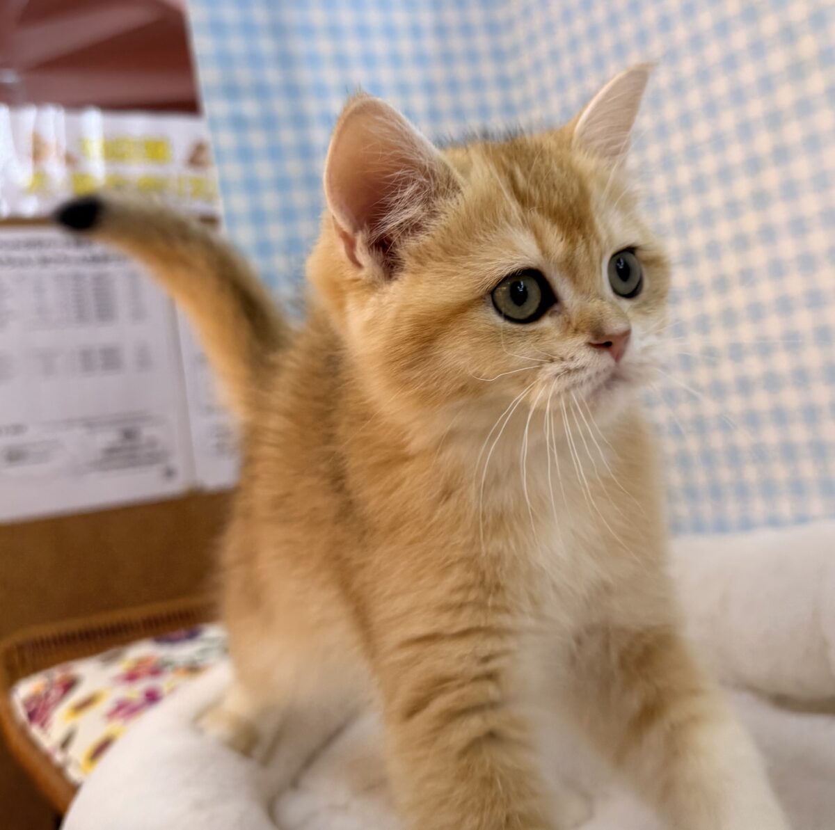 ブリティッシュショートヘア