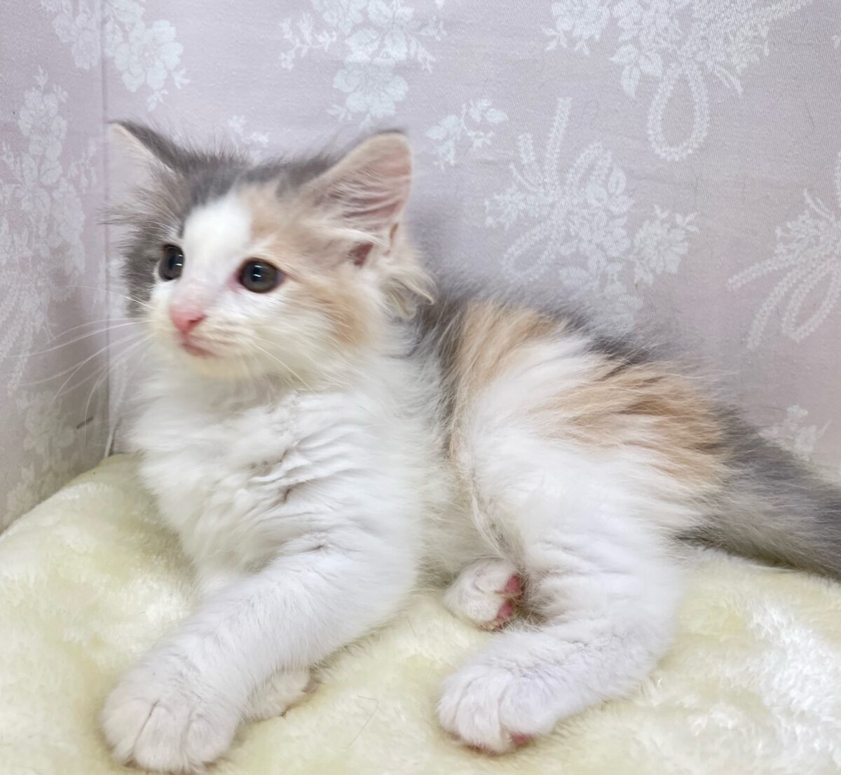 ノルウェージャンフォレストキャット