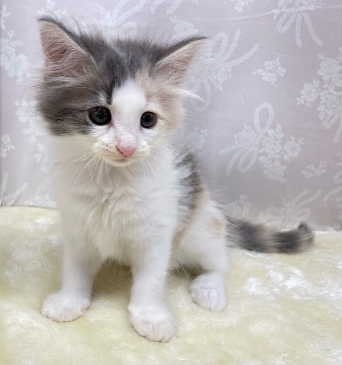 ノルウェージャンフォレストキャット
