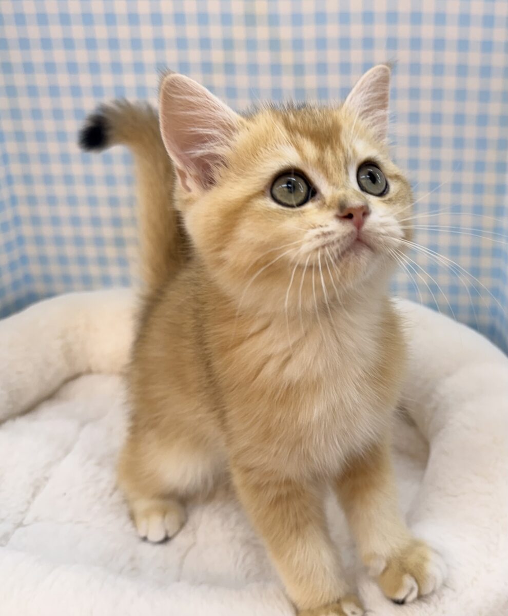 ブリティッシュショートヘア