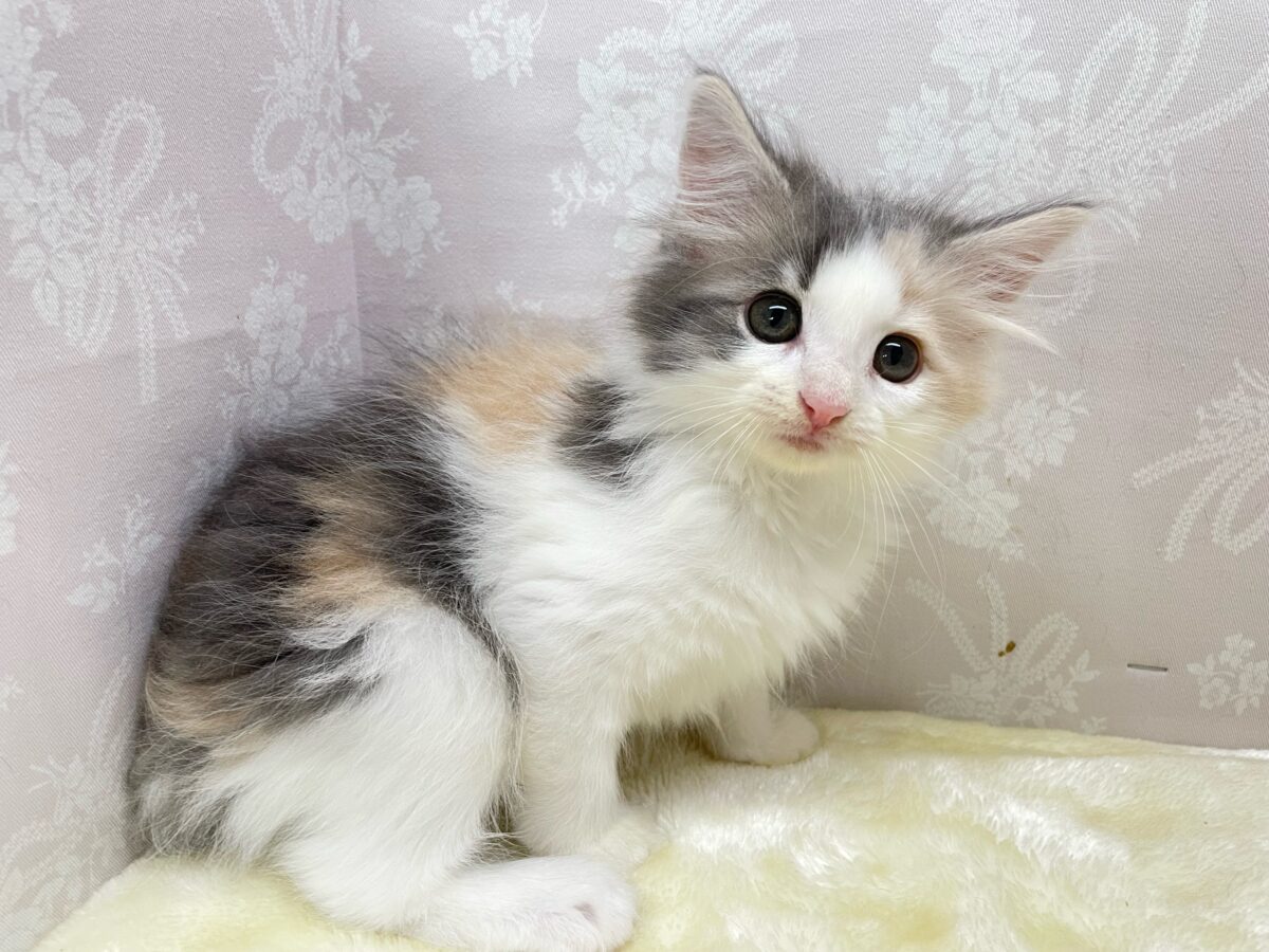 ノルウェージャンフォレストキャット