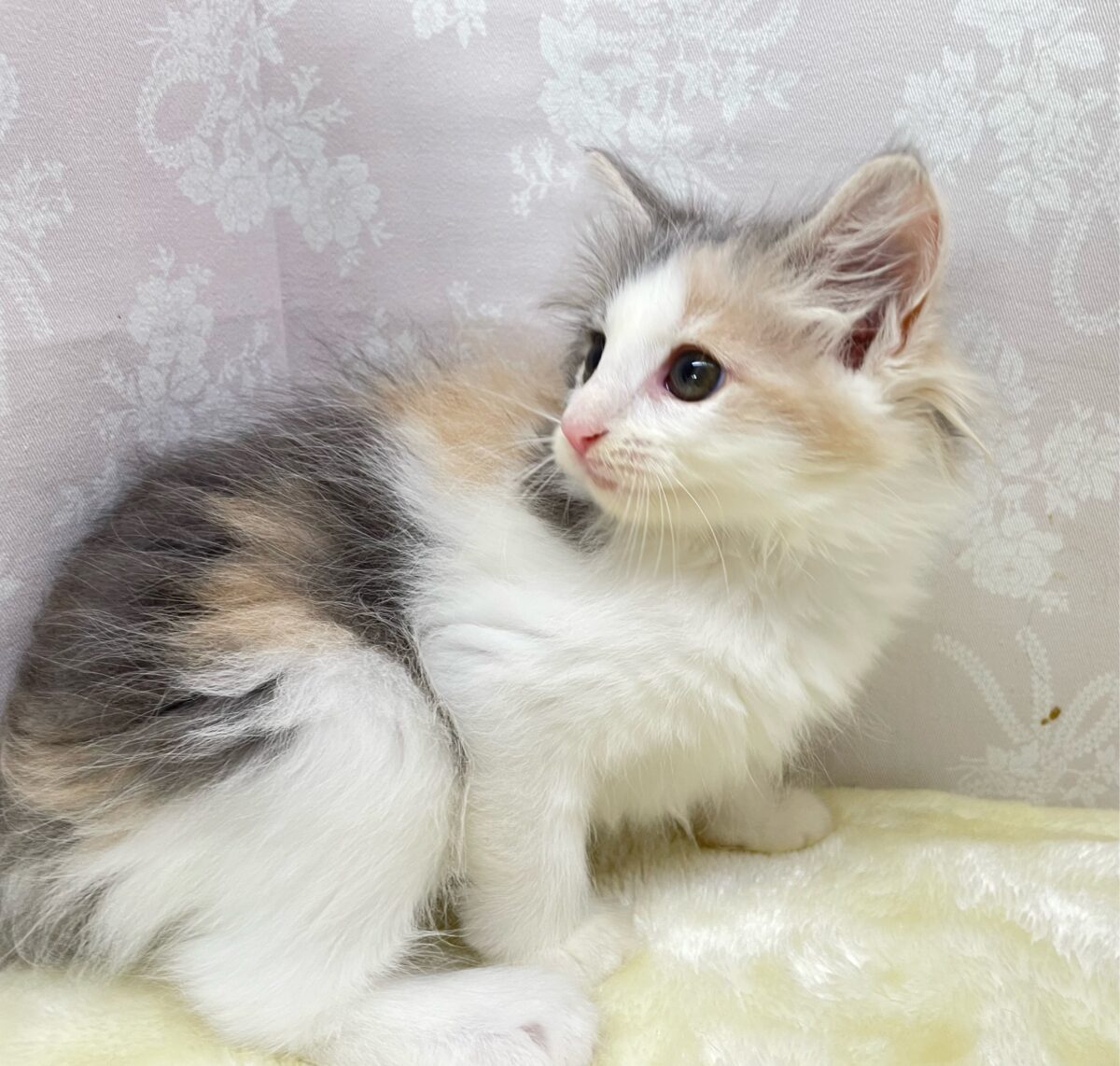 ノルウェージャンフォレストキャット