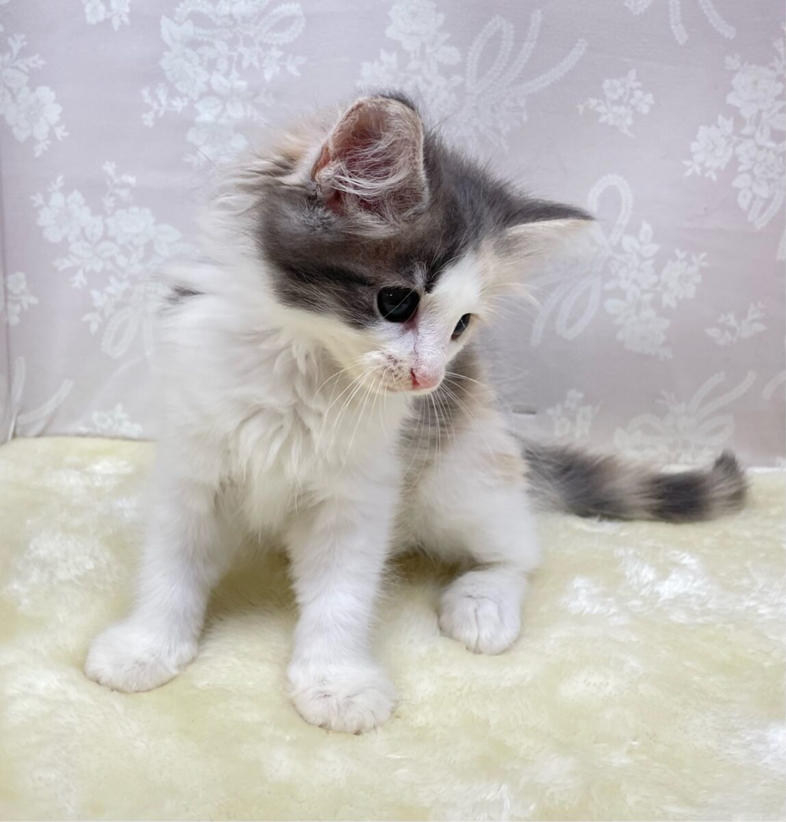 ノルウェージャンフォレストキャット
