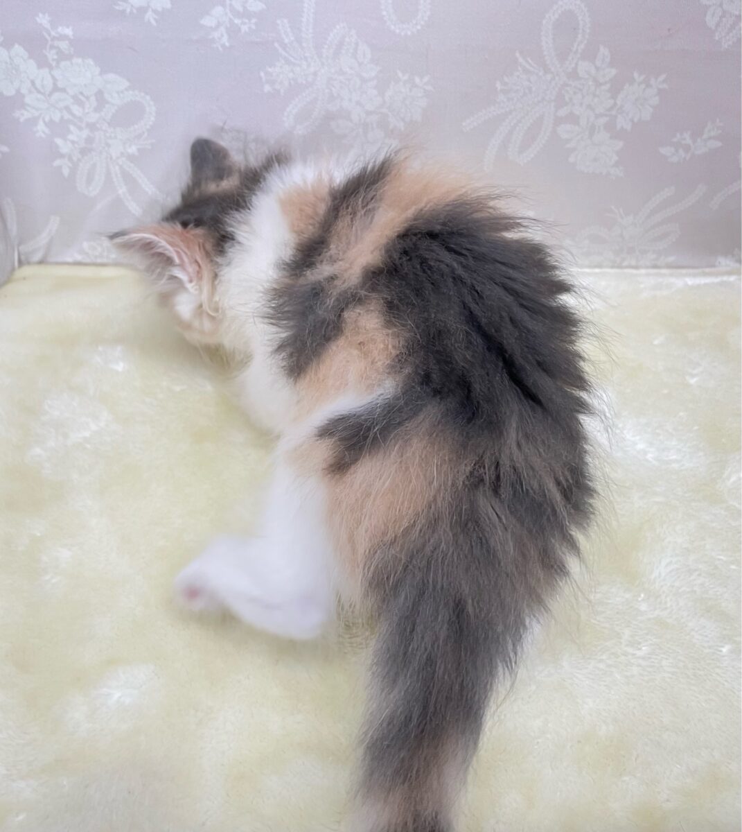 ノルウェージャンフォレストキャット