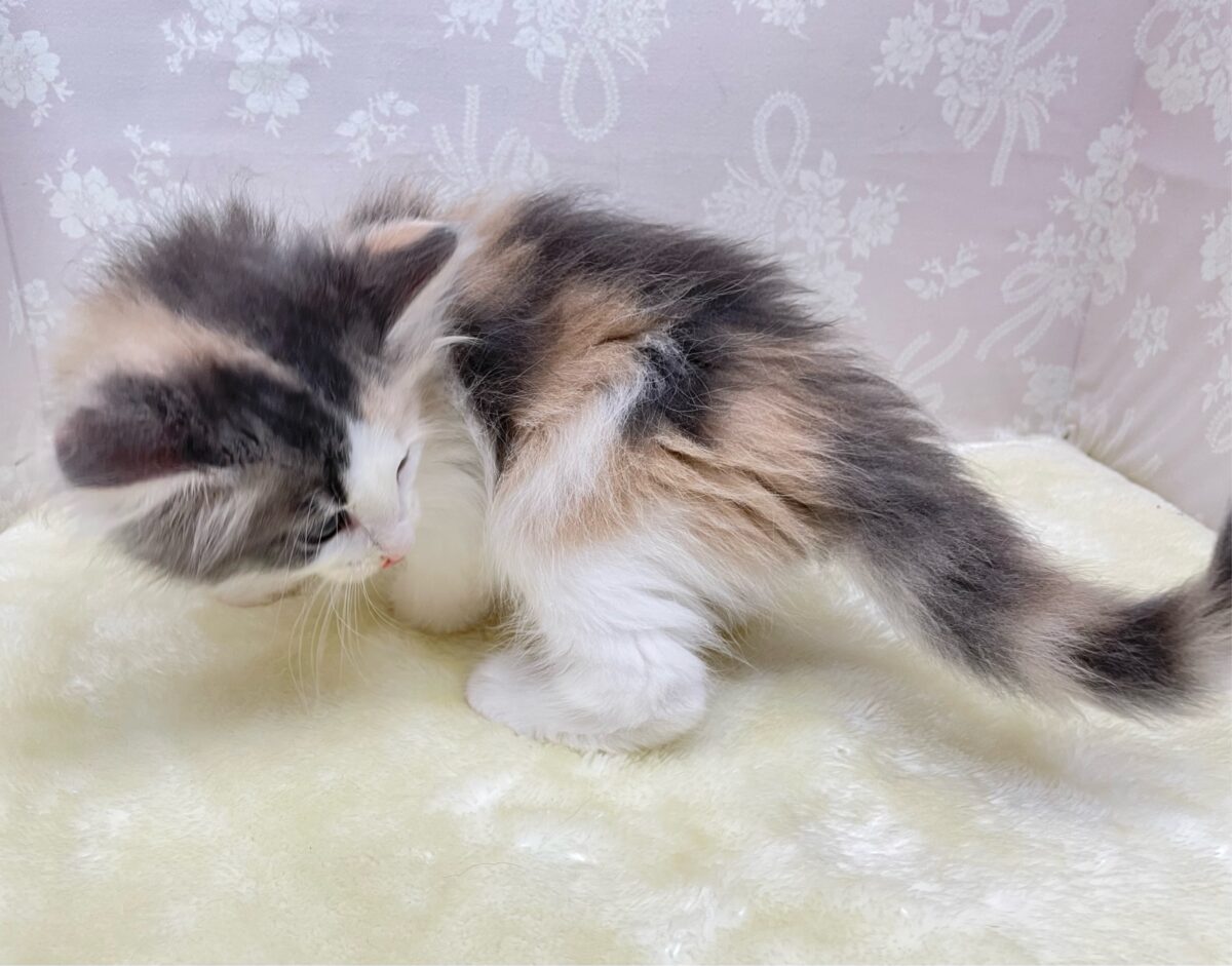 ノルウェージャンフォレストキャット