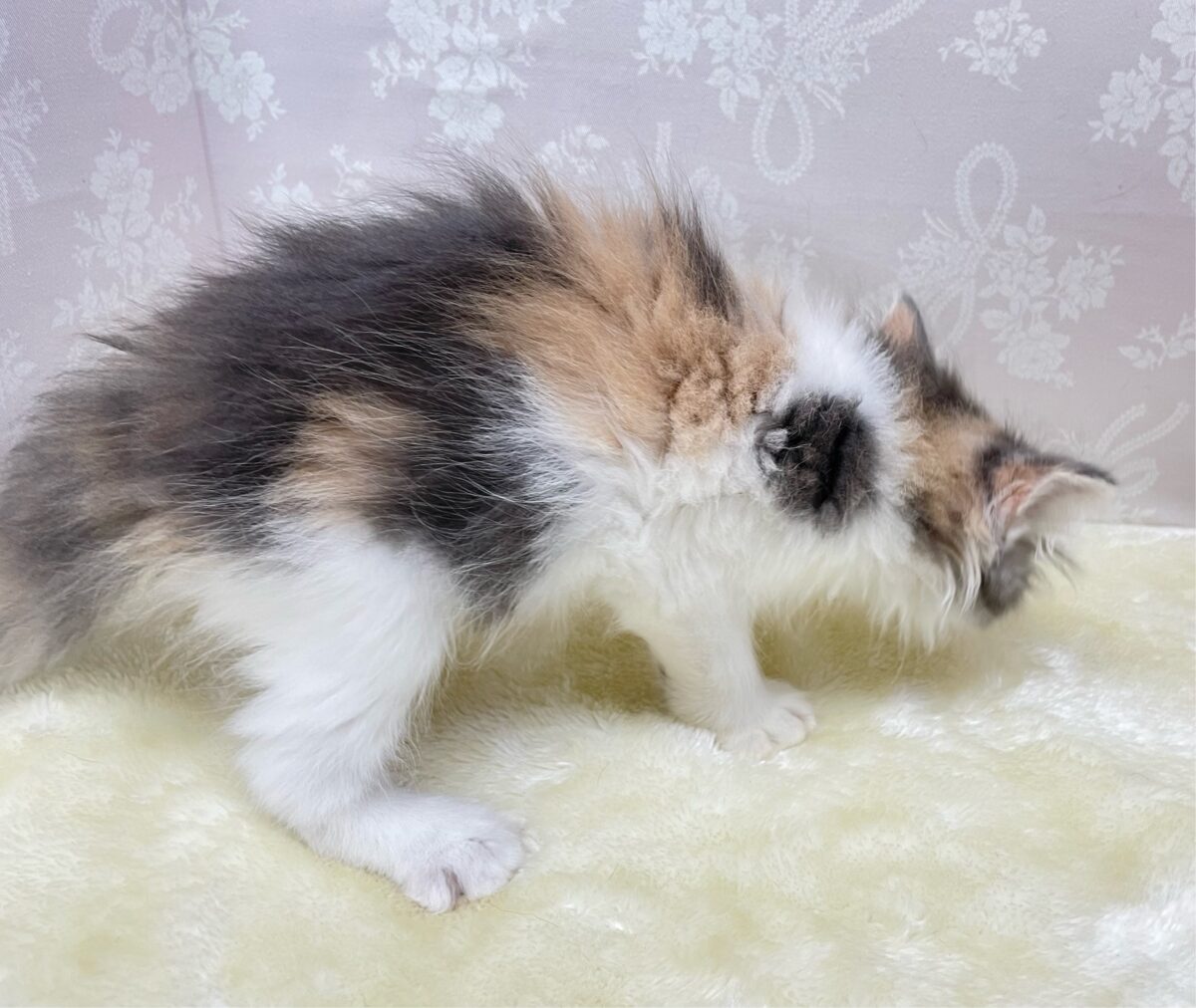 ノルウェージャンフォレストキャット