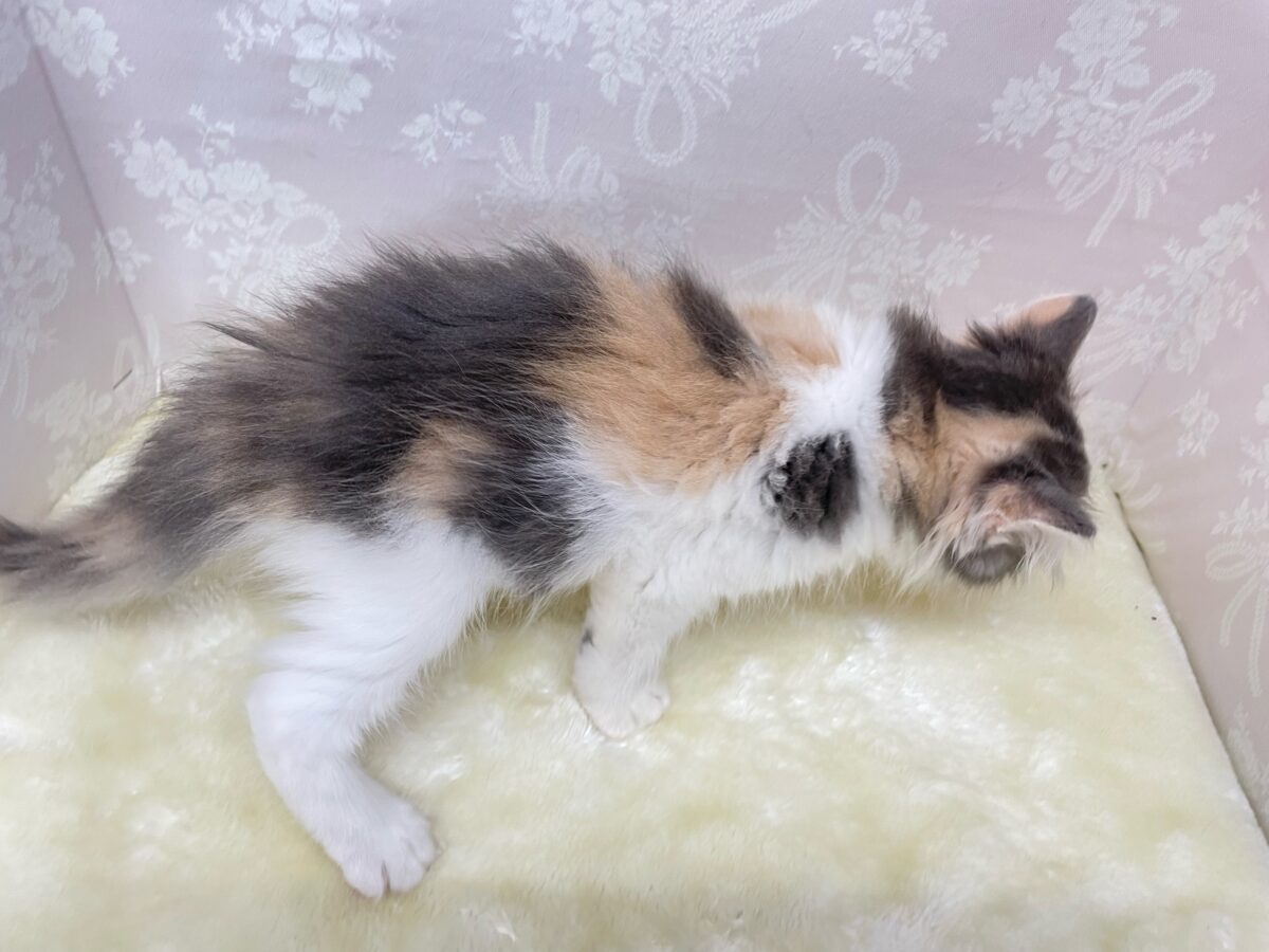 ノルウェージャンフォレストキャット