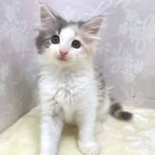 ✨かわいい色合い️✨ノルウェージャン(ダイリュートキャリコ)🤍💙女の子💕‪2026年4月8日生まれ