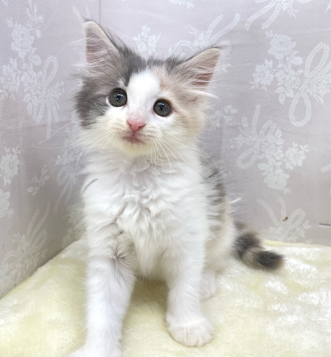 ✨かわいい色合い️✨ノルウェージャン(ダイリュートキャリコ)🤍💙女の子💕‪2026年4月8日生まれ