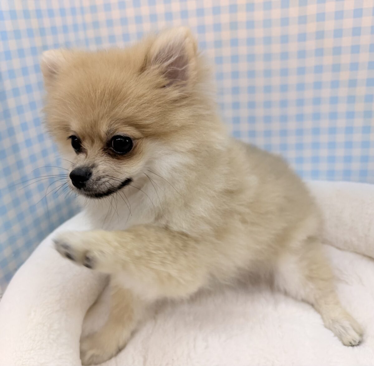 ポメラニアン
