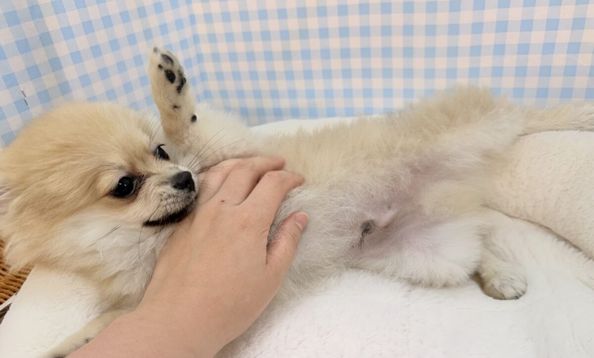 ポメラニアン