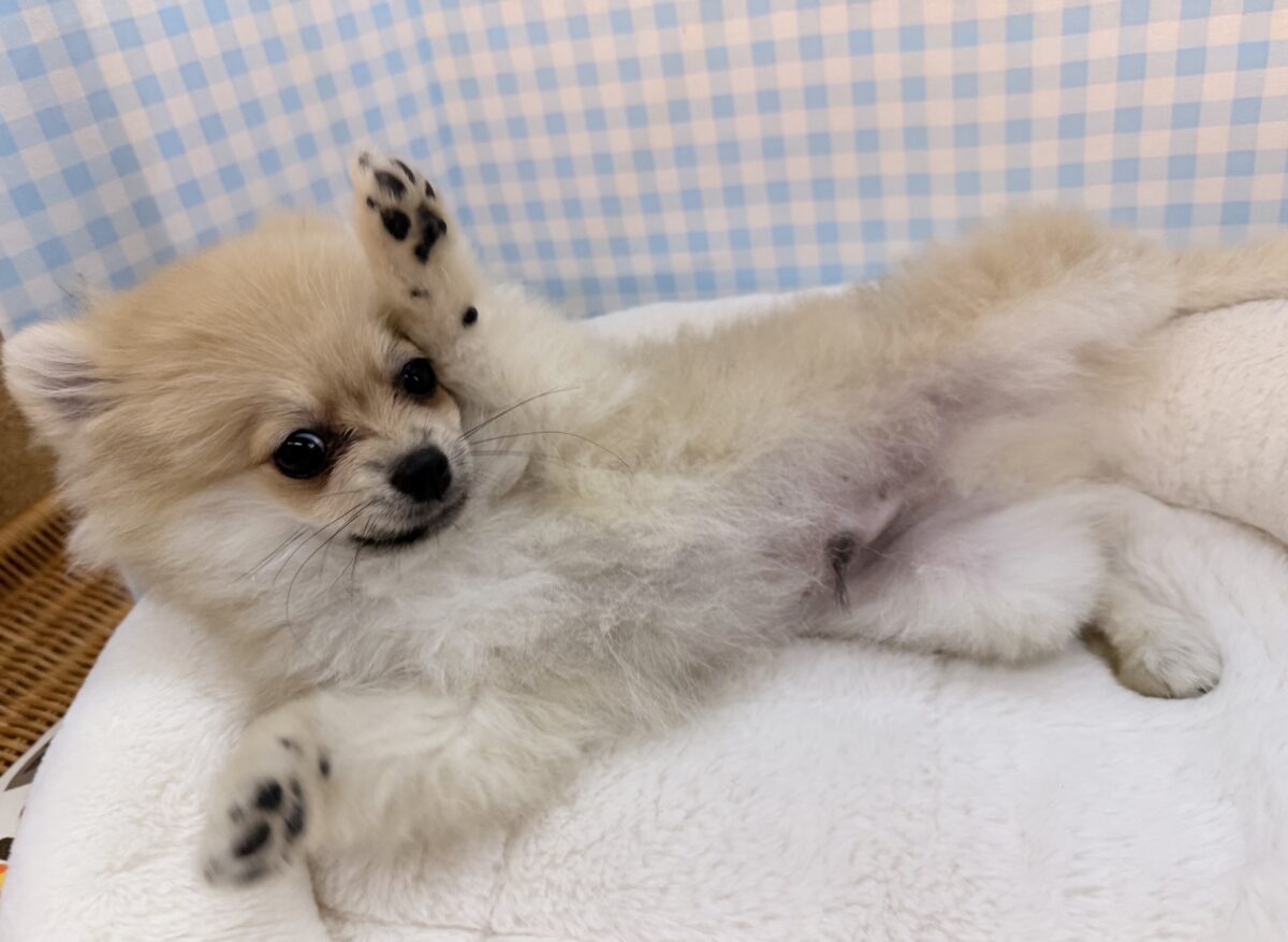 ポメラニアン