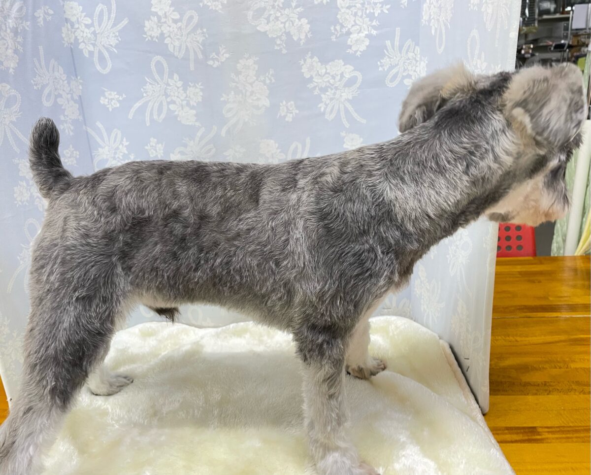 ミニチュアシュナウザー