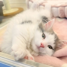 最新📷短足が可愛すぎるマンチカンちゃん来ました！！