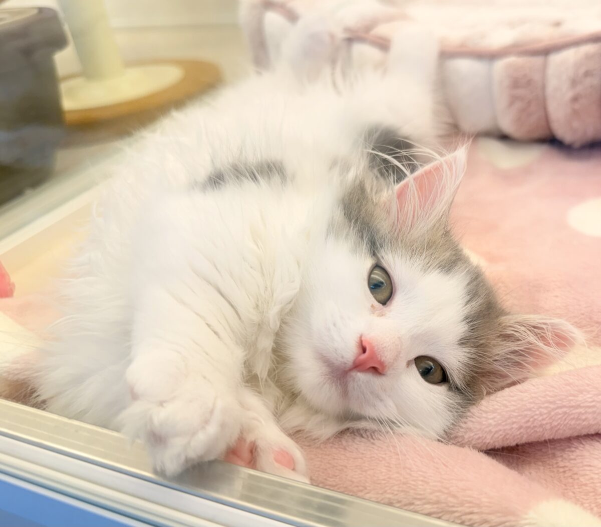 最新📷短足が可愛すぎるマンチカンちゃん来ました！！