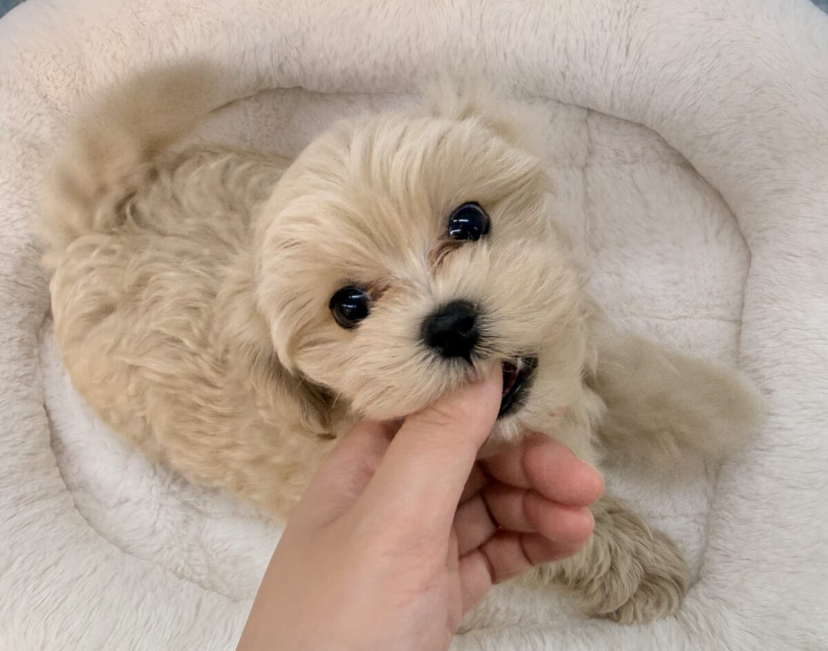 マルプー