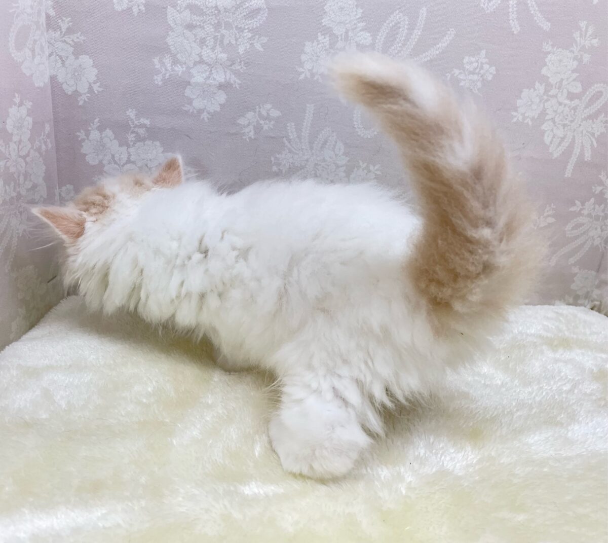 スコティッシュフォールド