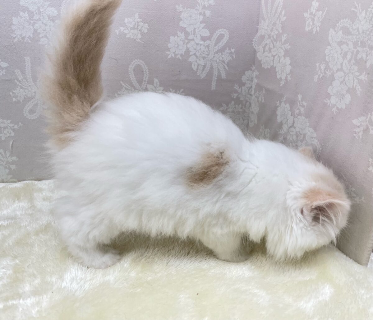 スコティッシュフォールド