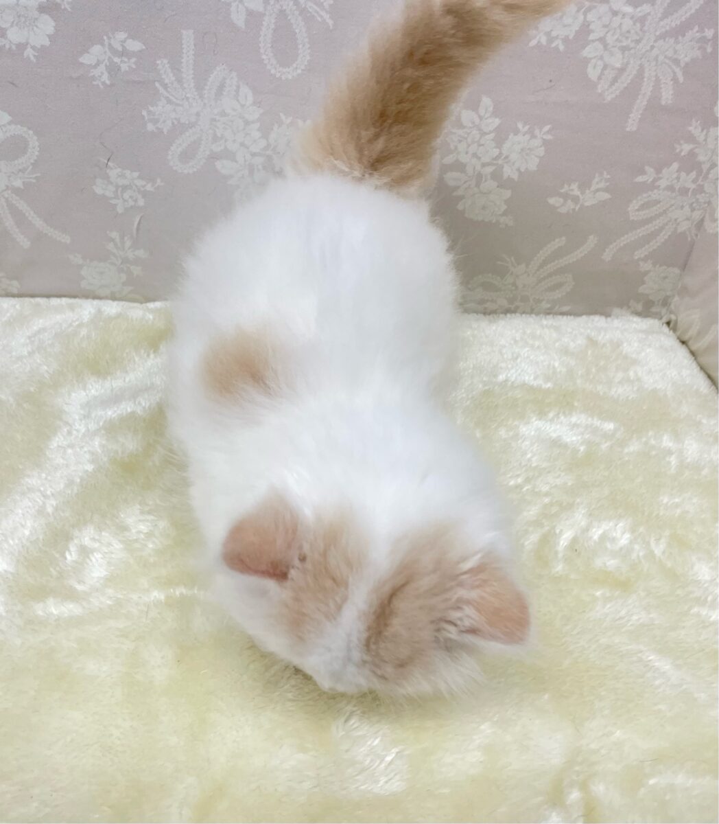 スコティッシュフォールド