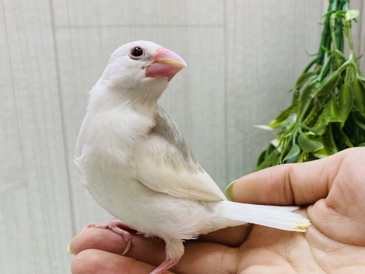 白文鳥