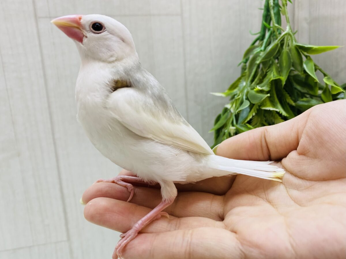 白文鳥