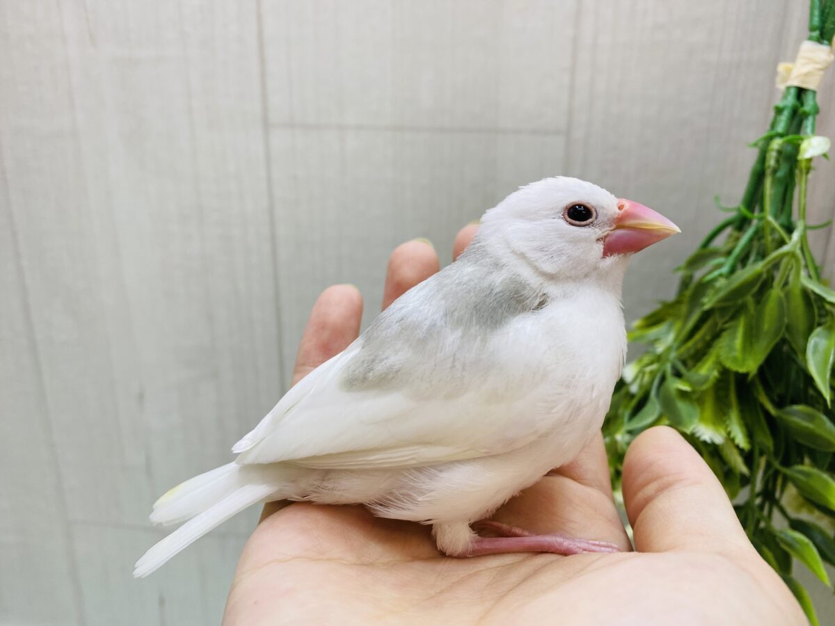 白文鳥