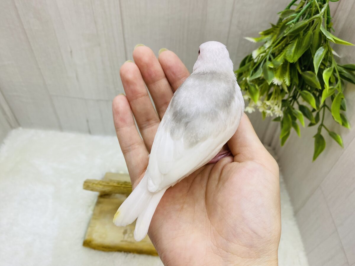 白文鳥