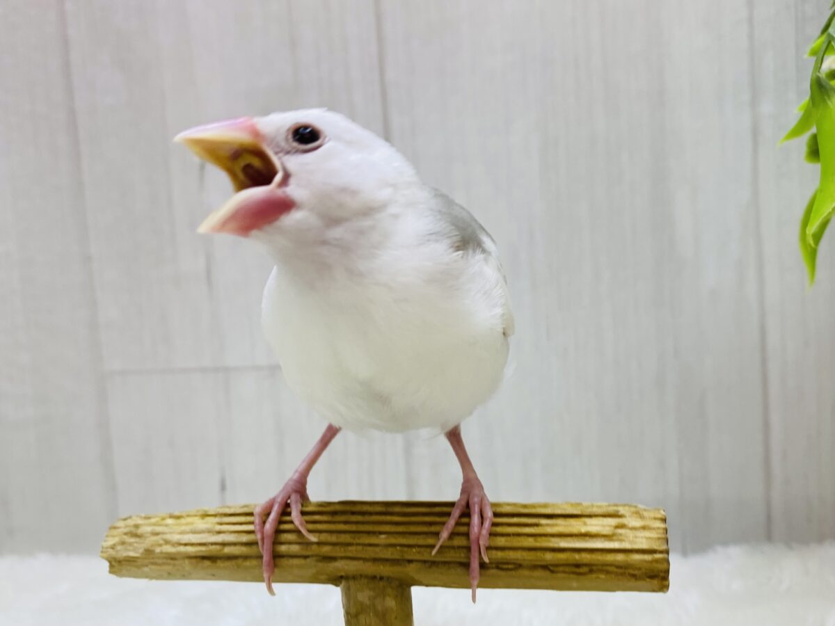 白文鳥
