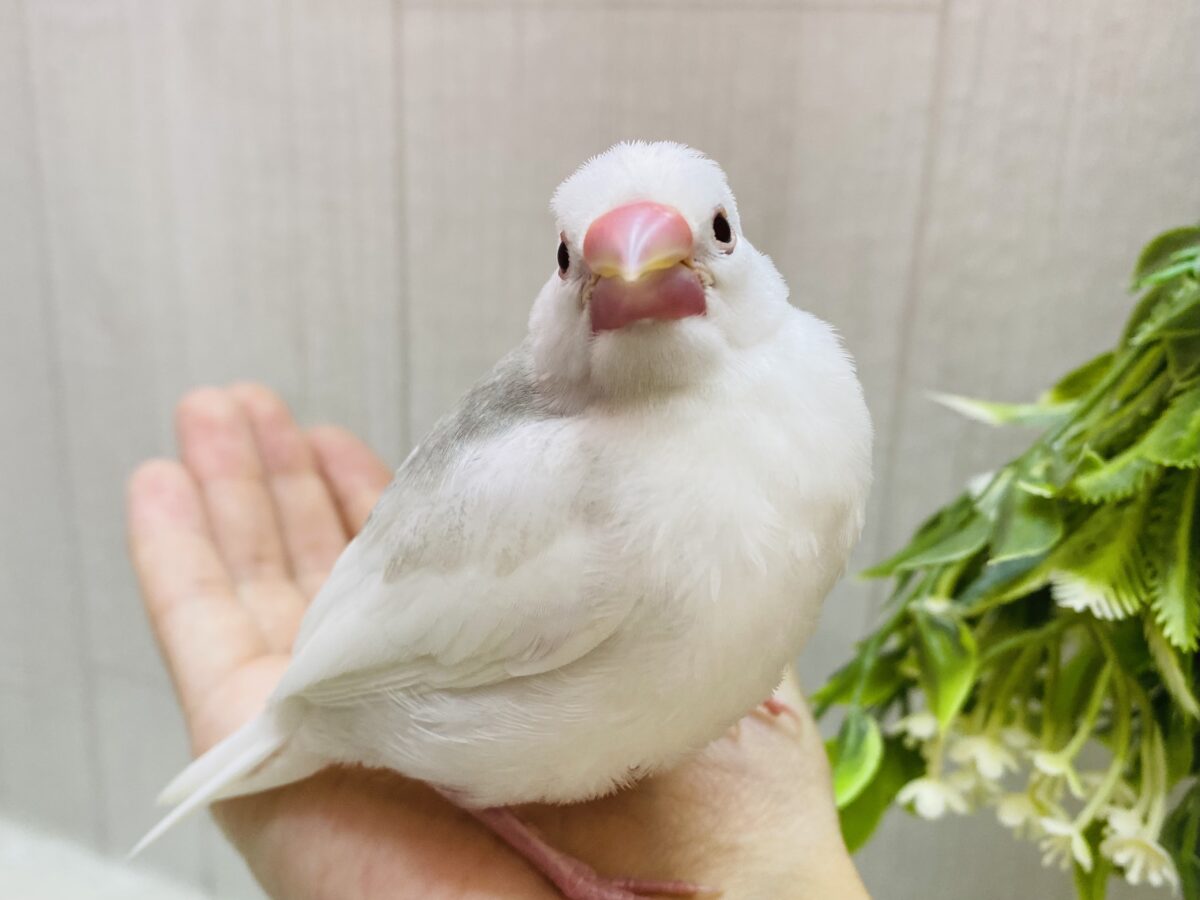 最新画像有ります🌟小さくても表情は一丁前‼️白文鳥さん💖