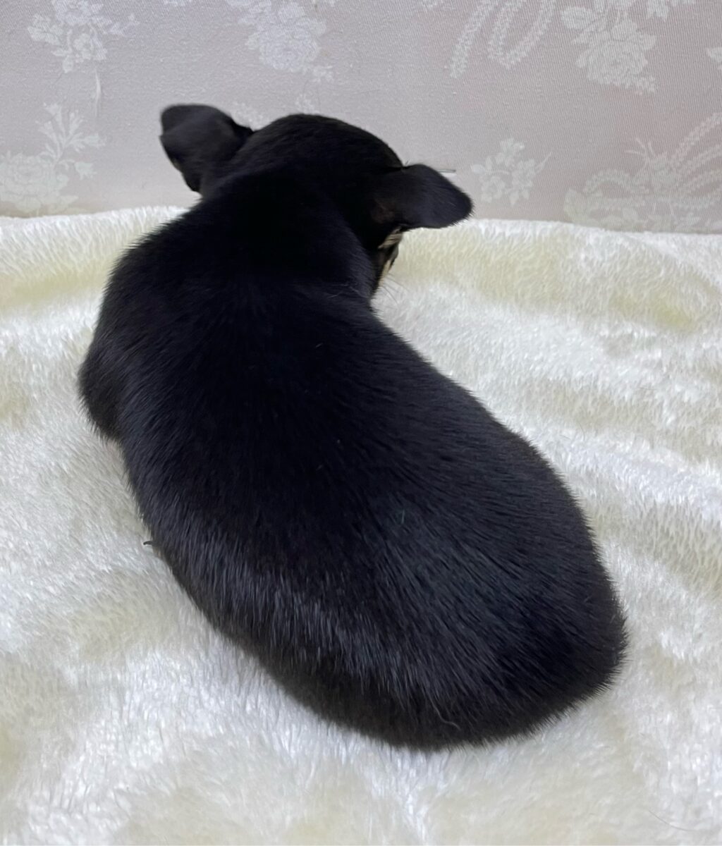 チワワ