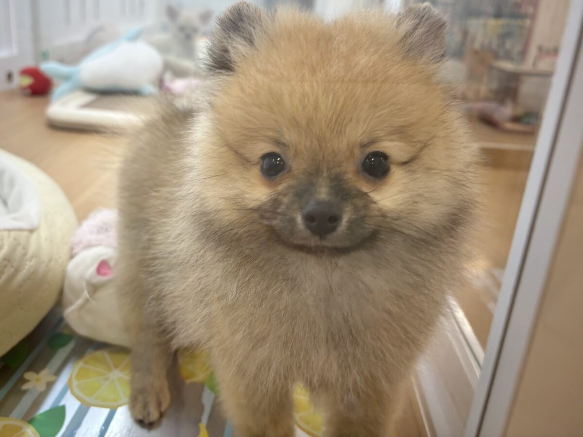 ポメラニアン