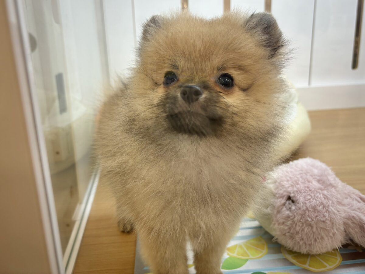 ポメラニアン