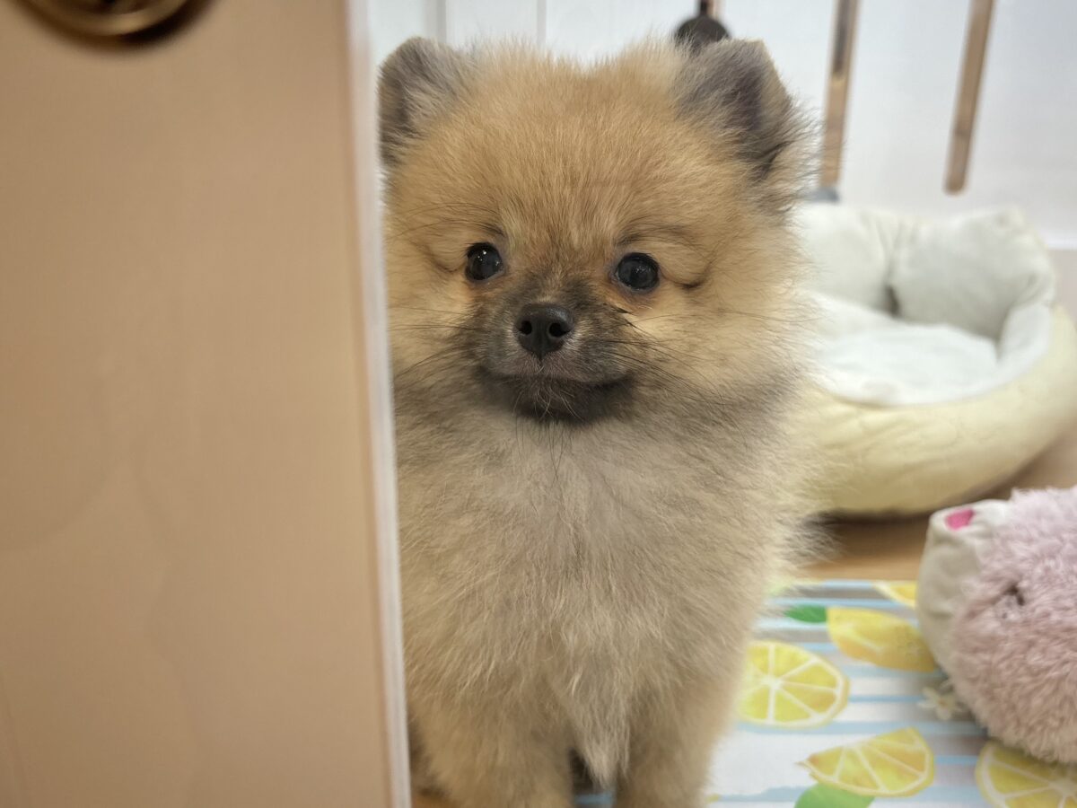 ポメラニアン