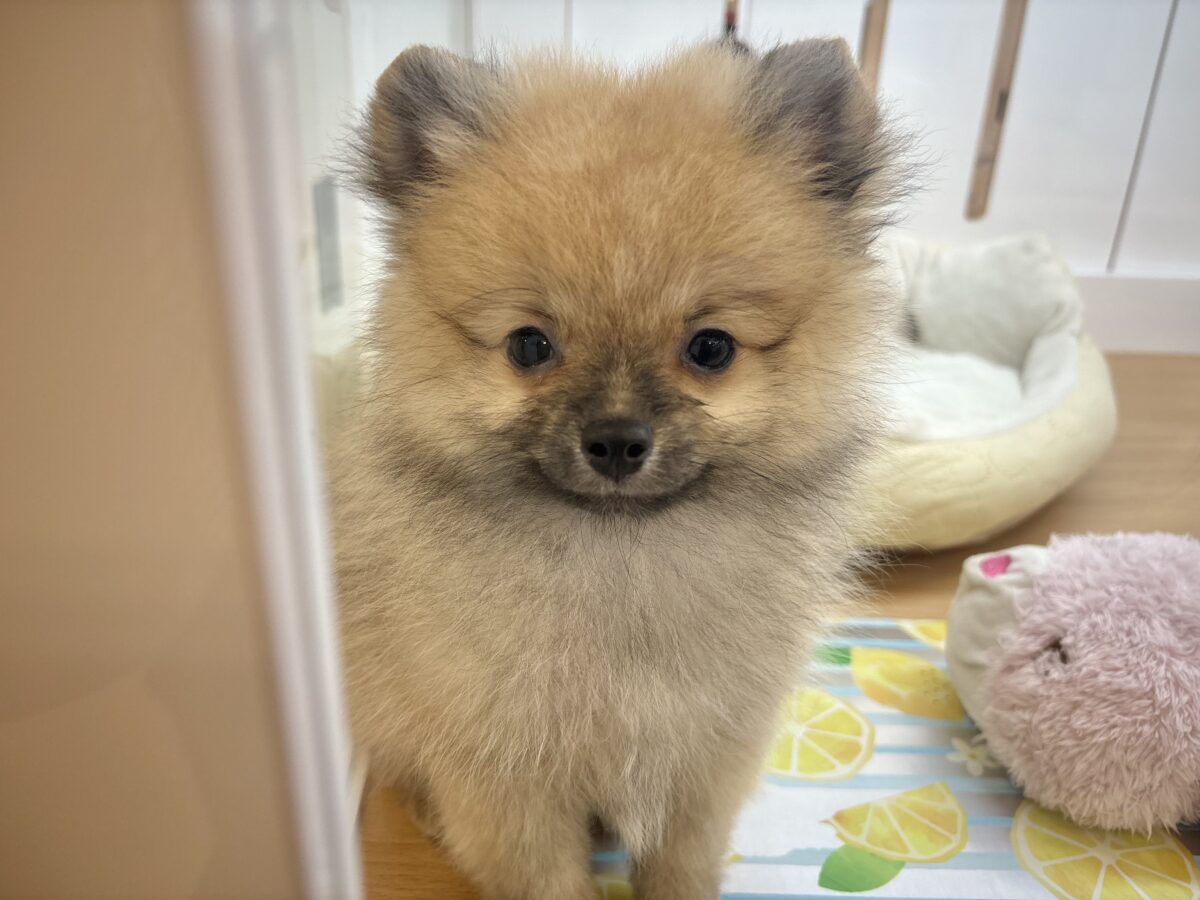 ポメラニアン