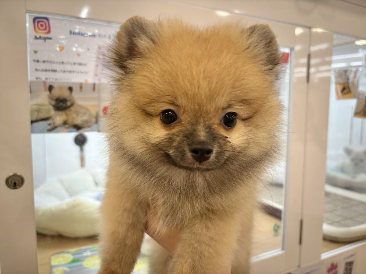 超ホヤホヤ最新画像✨僕の甘ったれを受け止めてぇ〜♡ポメラニアンくん！
