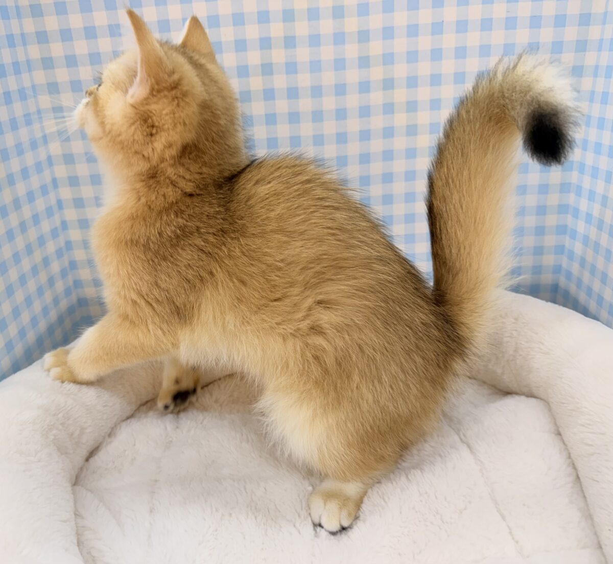 ブリティッシュショートヘア