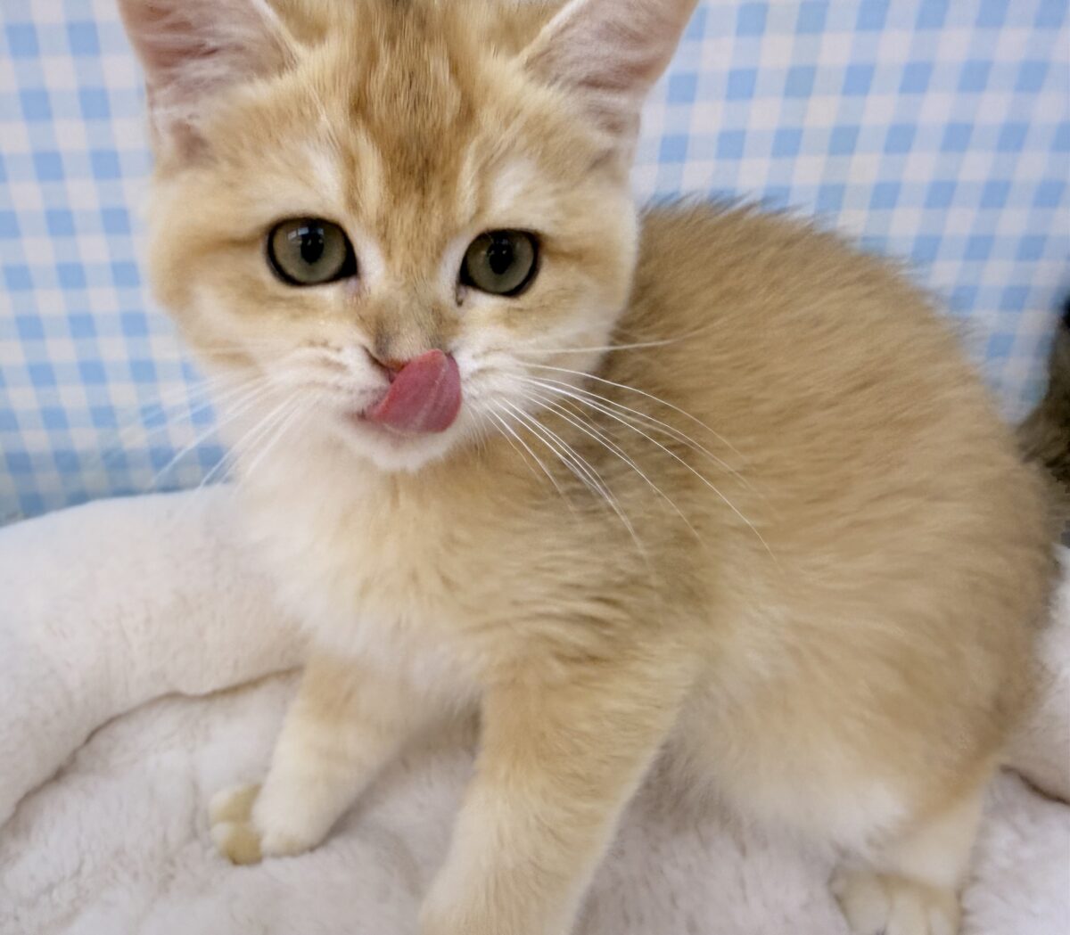ブリティッシュショートヘア